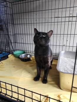 Rescue Domestic Short Hair and Bengal Cats for Adoption in Lakewood, California - Chino (Chino Moreno) IYKYK | PetCurious