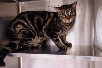 HAPPINESS -  Domestic Short Hair Cat for Adoption in Orlando, Florida - HAPPINESS | PetCurious