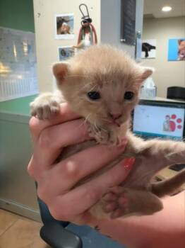 Domestic Short Hair Cats Available for Adoption in Longmont, Colorado - Louis | PetCurious