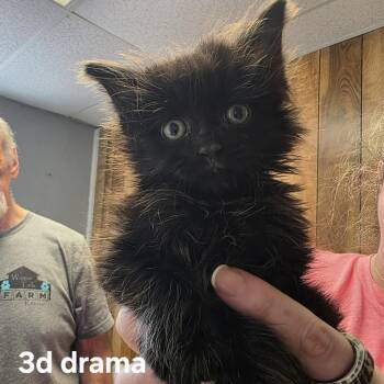 Domestic Long Hair Cats Available for Adoption in Beulaville, North Carolina - 3D Drama | PetCurious