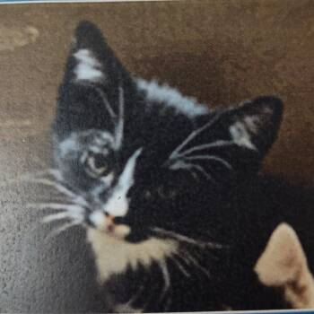 Domestic Short Hair Cats Available for Adoption in Hemet, California - Bobby | PetCurious