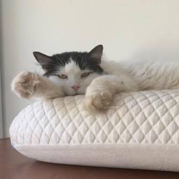 Rescue Domestic Long Hair Cats for Adoption in Saint-jacques, Quebec - Caresses | PetCurious