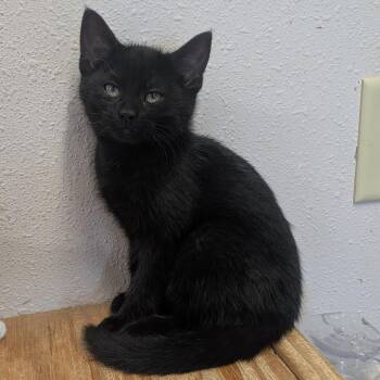 Domestic Short Hair Cats Available for Adoption in Prairie Du Chien, Wisconsin - Annabelle | PetCurious