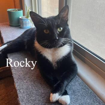 Rocky -  Domestic Short Hair Cat for Adoption in San Tan Valley, Arizona - Rocky | PetCurious