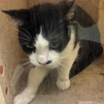 Humble Pie -  Domestic Short Hair Cat for Adoption in Philadelphia, Pennsylvania - Humble Pie | PetCurious