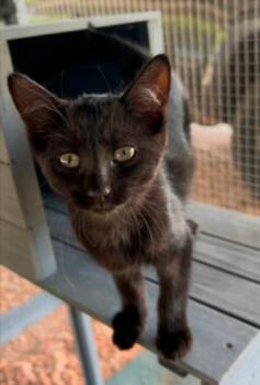 Vada -  Domestic Short Hair Cat for Adoption in Warr Acres, Oklahoma - Vada | PetCurious