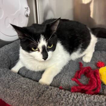 Domestic Short Hair Cats Available for Adoption in Los Angeles, California - Gardenia | PetCurious