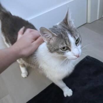 Domestic Short Hair Cats Available for Adoption - MJ (Mother Jones) | PetCurious