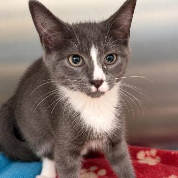 Penelope -  Domestic Short Hair Cat for Adoption in Gloucester, Virginia - Penelope | PetCurious