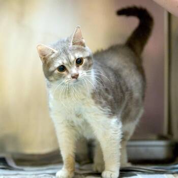 Rumble -  Domestic Short Hair Cat for Adoption in Memphis, Tennessee - Rumble | PetCurious