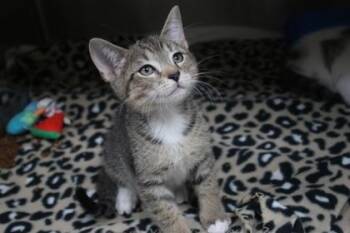 Guppie -  Domestic Short Hair Cat for Adoption in Brunswick, Georgia - Guppie | PetCurious