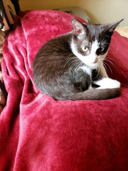 Choc -  American Shorthair and Tuxedo Cat for Adoption in Harrisburg, Pennsylvania - Choc | PetCurious