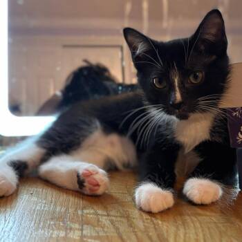 J&J: James -  Domestic Short Hair Cat for Adoption in Falls Church, Virginia - J&J: James | PetCurious