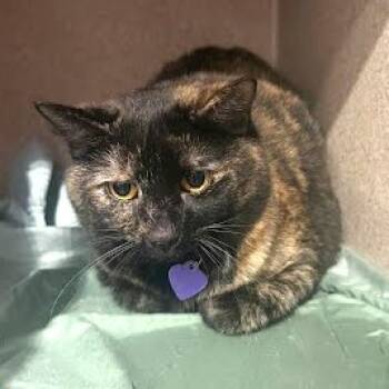 Rescue Domestic Short Hair Cats for Adoption - Melisande | PetCurious