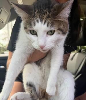 CASPER -  Domestic Short Hair Cat for Adoption in Fort Lauderdale, Florida - CASPER | PetCurious