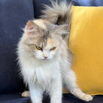 Ella -  Persian Cat for Adoption in Brampton, Ontario - Ella | PetCurious