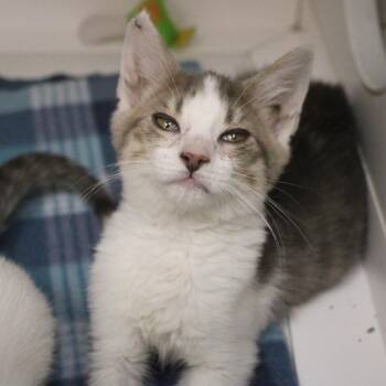 Wendy -  Domestic Short Hair Cat for Adoption in Champaign, Illinois - Wendy | PetCurious