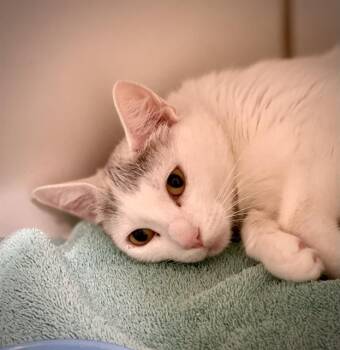 MOOKIE -  Domestic Short Hair Cat for Adoption in Methuen, Massachusetts - MOOKIE | PetCurious