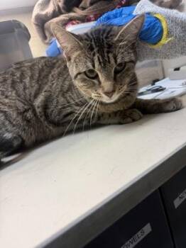 Tiki -  Domestic Short Hair Cat for Adoption in Wichita, Kansas - Tiki | PetCurious