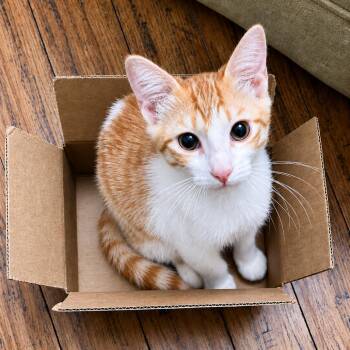 Popeye -  Domestic Short Hair Cat for Adoption in Lake Jackson, Texas - Popeye | PetCurious