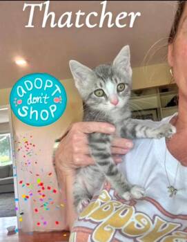 Thatcher -  Tabby Cat for Adoption in Saginaw, Michigan - Thatcher | PetCurious