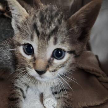 Zuri K46466 -  Domestic Short Hair Cat for Adoption in Corsicana, Texas - Zuri K46466 | PetCurious