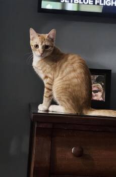 Poppy (2025) -  Domestic Short Hair Cat for Adoption in Powder Springs, Georgia - Poppy (2025) | PetCurious