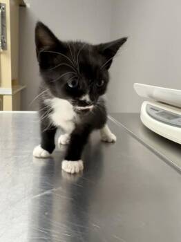 Bella -  Domestic Short Hair Cat for Adoption in Pequot Lakes, Minnesota - Bella | PetCurious