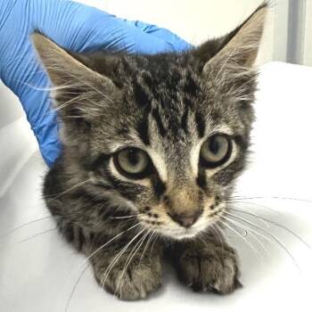 Domestic Medium Hair Cats Available for Adoption in Concord, North Carolina - Liam | PetCurious
