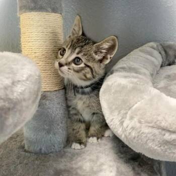 Domestic Short Hair Cats Available for Adoption in Nevada, Missouri - Seven | PetCurious
