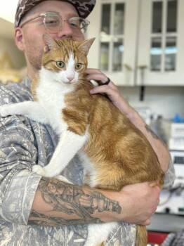 Domestic Short Hair Cats Available for Adoption in New Kensington, Pennsylvania - Margo | PetCurious