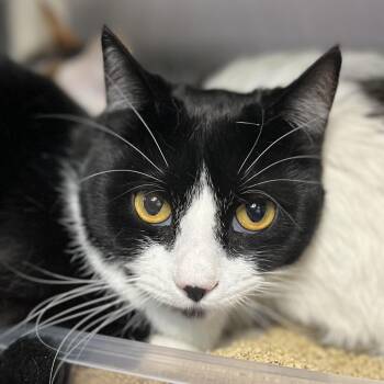 Domestic Short Hair Cats Available for Adoption in Palm Springs, California - Jumping Jules | PetCurious