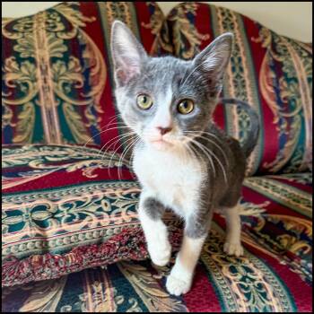 Rescue Domestic Short Hair and Tuxedo Cats for Adoption in Roswell, Georgia - PK | PetCurious