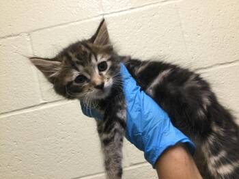 Domestic Short Hair Cats Available for Adoption in Thousand Palms, California - A1908179 | PetCurious