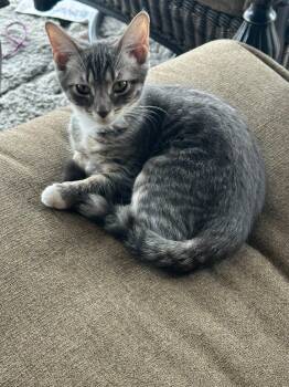 Jacqueline -  Domestic Short Hair Cat for Adoption in Wilmington, North Carolina - Jacqueline | PetCurious
