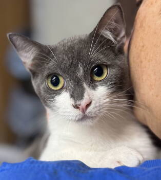 Rescue Russian Blue Cats for Adoption - Fizzy, Pringle, Flopsy And Pong | PetCurious