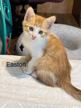 Easton -  Domestic Short Hair Cat for Adoption in Darien, Georgia - Easton | PetCurious