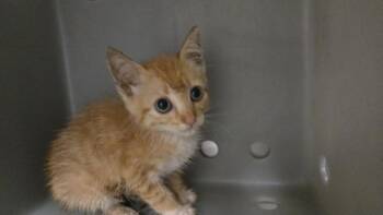 LEVI -  Domestic Short Hair Cat for Adoption in Texas City, Texas - LEVI | PetCurious
