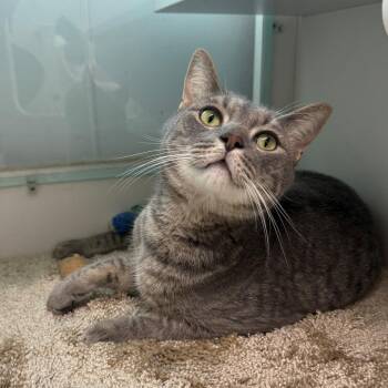 Max -  Domestic Short Hair Cat for Adoption in Branford, Connecticut - Max | PetCurious