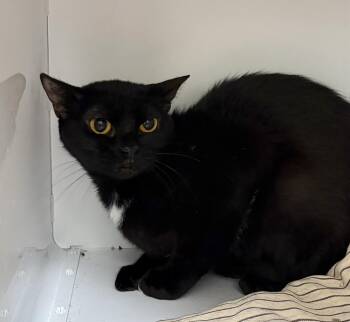 Rescue Domestic Short Hair Cats for Adoption in Briarcliff Manor, New York - Blanket | PetCurious