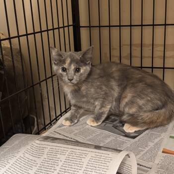Domestic Short Hair Cats Available for Adoption in Logan, Ohio - Gia | PetCurious