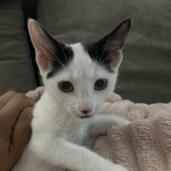 Domestic Short Hair Cats Available for Adoption - Tulip | PetCurious