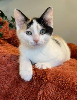 Patsy - PENDING -  Calico Cat for Adoption in Taylor, Michigan - Patsy - PENDING | PetCurious