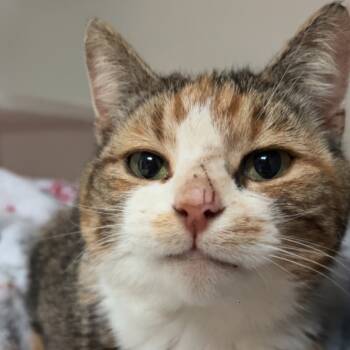 Rescue Domestic Short Hair Cats for Adoption in Toledo, Ohio - Summer | PetCurious