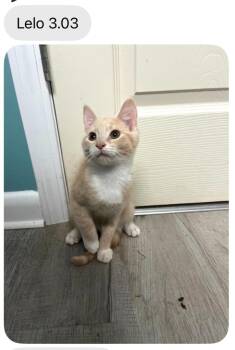 Lilo -  Domestic Short Hair Cat for Adoption in Johnson City, Tennessee - Lilo | PetCurious