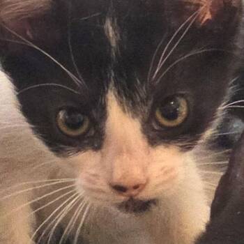 Pandora -  Domestic Short Hair Cat for Adoption in San Antonio, Texas - Pandora | PetCurious