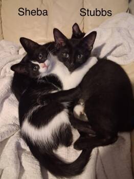 Stubbs and Sheba -  Bombay and Domestic Short Hair Cat for Adoption in Wyandotte, Michigan - Stubbs And Sheba | PetCurious