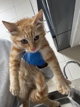 Fancy Goldfish -  Domestic Medium Hair Cat for Adoption in Wichita, Kansas - Fancy Goldfish | PetCurious