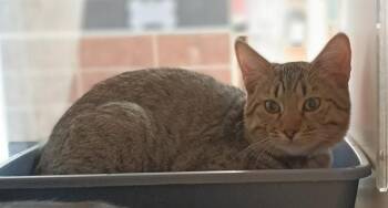 Morpheus -  Domestic Short Hair Cat for Adoption in Salinas, California - Morpheus | PetCurious