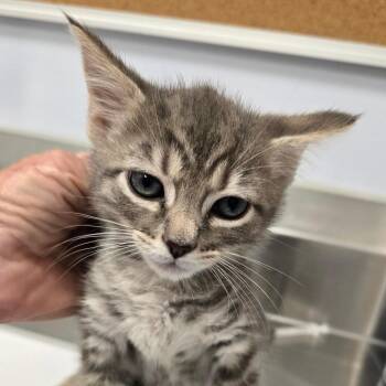 Sodalite -  Domestic Short Hair Cat for Adoption in Madisonville, Tennessee - Sodalite | PetCurious